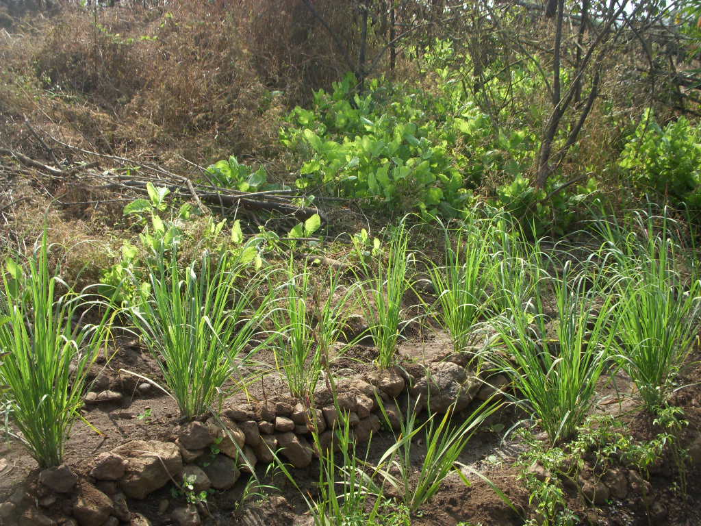 Child Nutrition 2016-2019