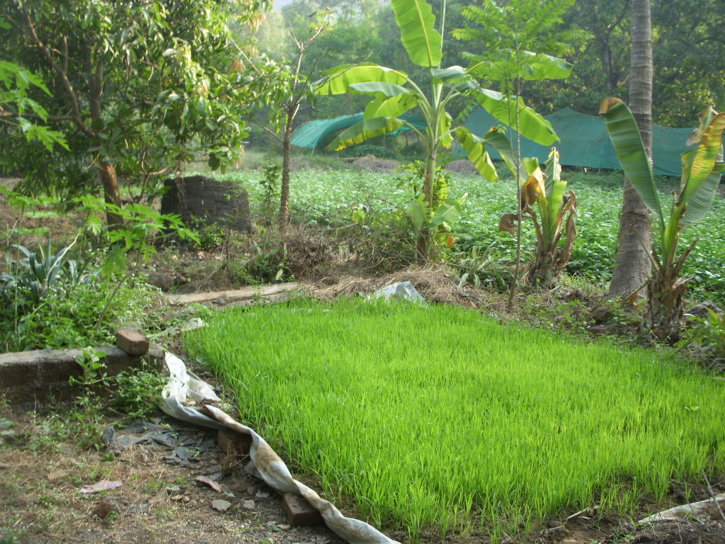 Village Level Workers Training 1982
