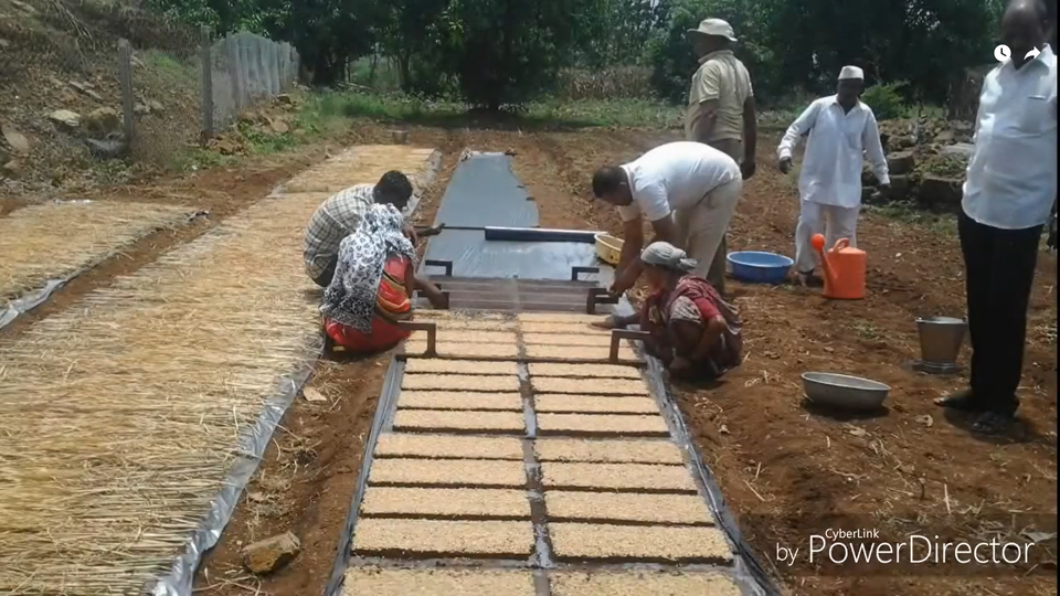 paddy cultivation video